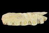 Fossil Xiphactinus Jaw Section - Smoky Hill Chalk, Kansas #134860-1